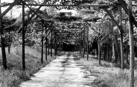 Camouflaged road in Wolfsschanze.